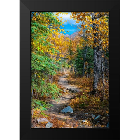 Alaska- Denali National Park. A hiking trail through fall foliage. Black Modern Wood Framed Art Print by Muir, Janet