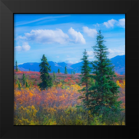Alaska- Denali National Park. Fall landscape with fall colors. Black Modern Wood Framed Art Print by Muir, Janet