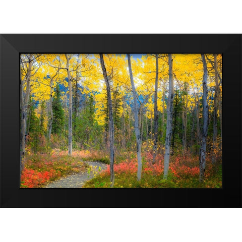 Alaska- Denali National Park. Path along a colorful fall landscape. Black Modern Wood Framed Art Print by Muir, Janet