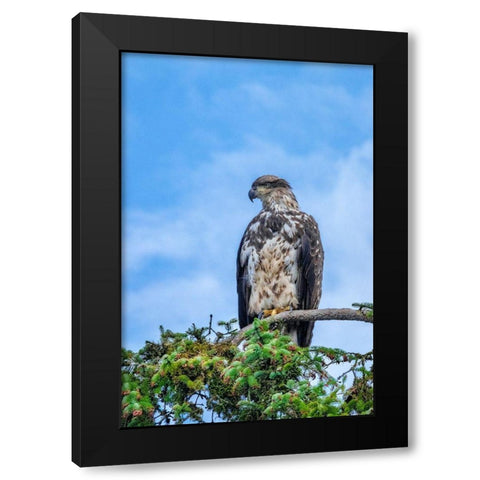 Bald Eagle-Alaska-USA Black Modern Wood Framed Art Print with Double Matting by Engelbrecht, Jim