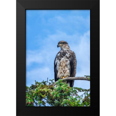 Bald Eagle-Alaska-USA Black Modern Wood Framed Art Print by Engelbrecht, Jim