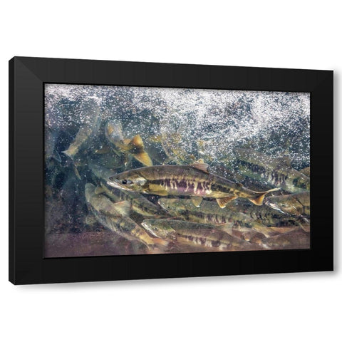 Salmon run-Macaulay Salmon Hatchery-Douglas Island-Alaska-USA Black Modern Wood Framed Art Print by Engelbrecht, Jim