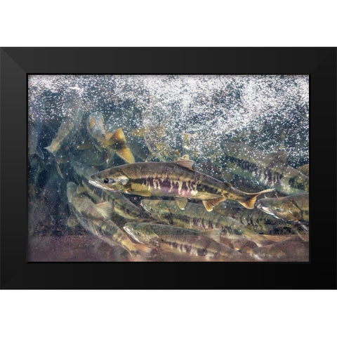 Salmon run-Macaulay Salmon Hatchery-Douglas Island-Alaska-USA Black Modern Wood Framed Art Print by Engelbrecht, Jim