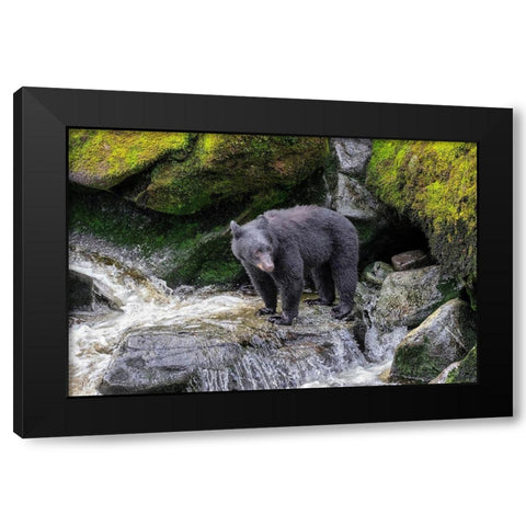Black Bear-Anan Creek-Wrangell-Alaska-USA Black Modern Wood Framed Art Print by Engelbrecht, Jim