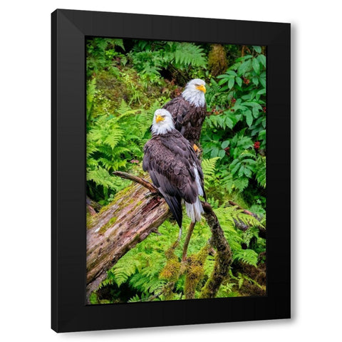 Bald Eagle-Anan Creek-Wrangell-Alaska-USA Black Modern Wood Framed Art Print by Engelbrecht, Jim