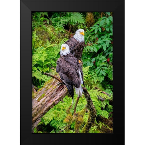 Bald Eagle-Anan Creek-Wrangell-Alaska-USA Black Modern Wood Framed Art Print by Engelbrecht, Jim