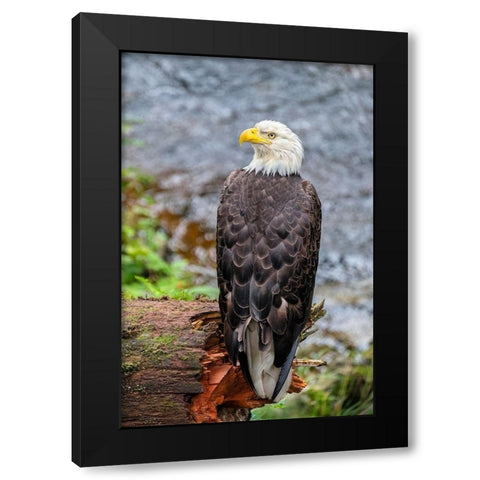 Bald Eagle-Anan Creek-Wrangell-Alaska-USA Black Modern Wood Framed Art Print with Double Matting by Engelbrecht, Jim