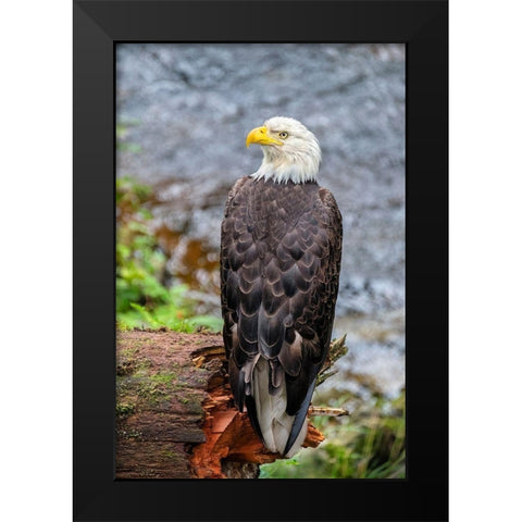Bald Eagle-Anan Creek-Wrangell-Alaska-USA Black Modern Wood Framed Art Print by Engelbrecht, Jim