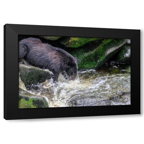Black Bear-Salmon run-Anan Creek-Wrangell-Alaska-USA Black Modern Wood Framed Art Print with Double Matting by Engelbrecht, Jim