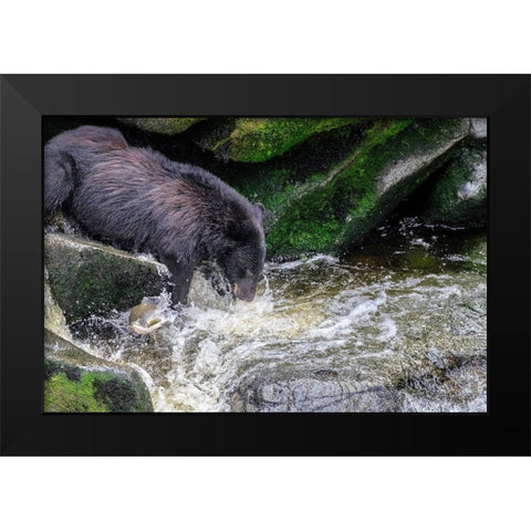 Black Bear-Salmon run-Anan Creek-Wrangell-Alaska-USA Black Modern Wood Framed Art Print by Engelbrecht, Jim