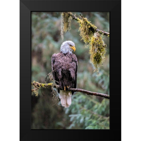 Bald Eagle-Anan Creek-Wrangell-Alaska-USA Black Modern Wood Framed Art Print by Engelbrecht, Jim