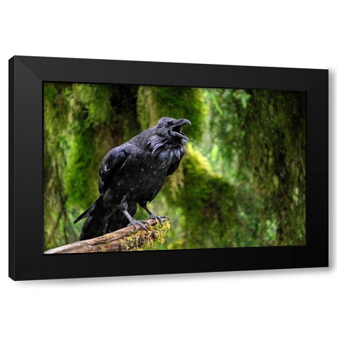 Raven-Anan Creek-Wrangell-Alaska Black Modern Wood Framed Art Print with Double Matting by Engelbrecht, Jim