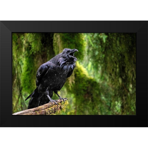 Raven-Anan Creek-Wrangell-Alaska Black Modern Wood Framed Art Print by Engelbrecht, Jim
