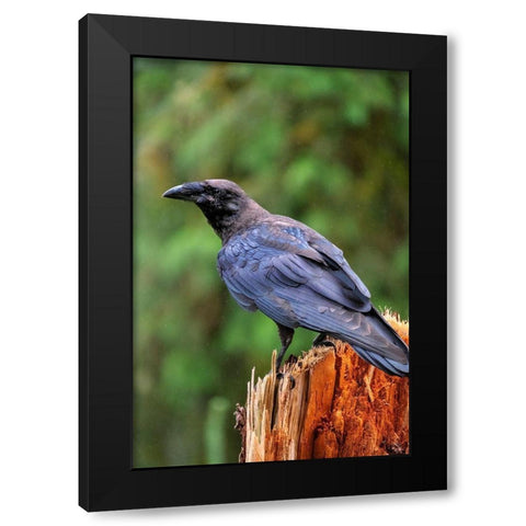 Raven-Anan Creek-Wrangell-Alaska Black Modern Wood Framed Art Print with Double Matting by Engelbrecht, Jim