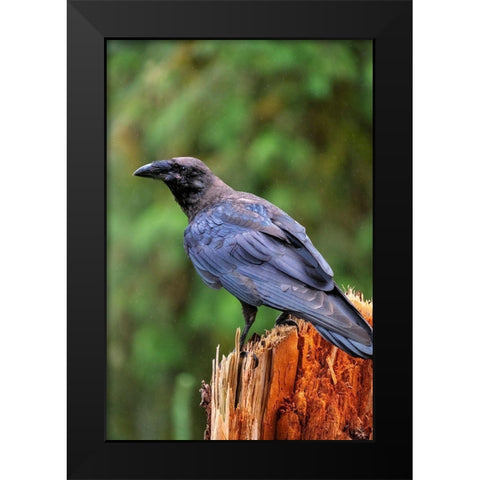 Raven-Anan Creek-Wrangell-Alaska Black Modern Wood Framed Art Print by Engelbrecht, Jim