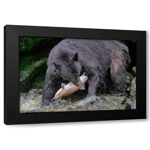 Black Bear-Salmon run-Anan Creek-Wrangell-Alaska-USA Black Modern Wood Framed Art Print with Double Matting by Engelbrecht, Jim