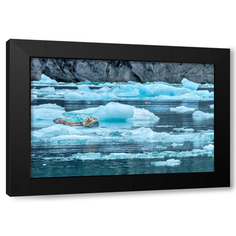 Harbor Seal-LeConte Bay-Alaska-USA Black Modern Wood Framed Art Print with Double Matting by Engelbrecht, Jim