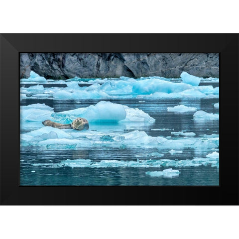 Harbor Seal-LeConte Bay-Alaska-USA Black Modern Wood Framed Art Print by Engelbrecht, Jim
