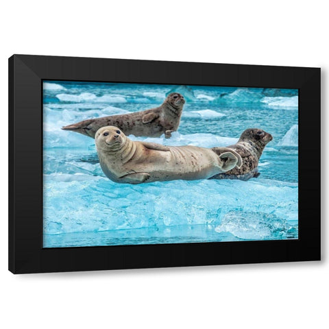 Harbor Seal-LeConte Bay-Alaska-USA Black Modern Wood Framed Art Print by Engelbrecht, Jim