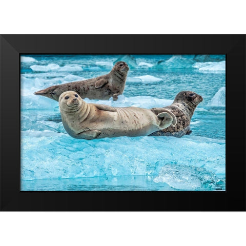 Harbor Seal-LeConte Bay-Alaska-USA Black Modern Wood Framed Art Print by Engelbrecht, Jim
