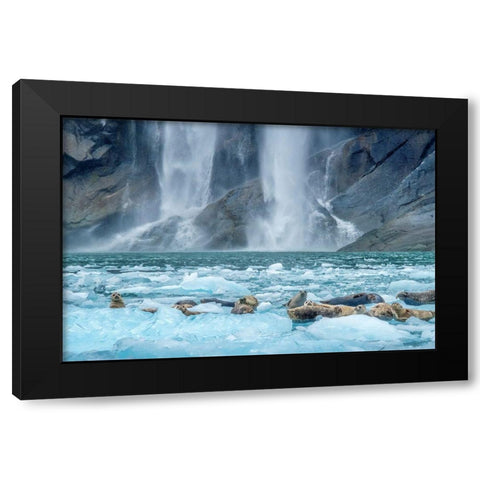 Waterfall-Harbor Seal-LeConte Bay-Alaska Black Modern Wood Framed Art Print by Engelbrecht, Jim