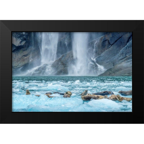 Waterfall-Harbor Seal-LeConte Bay-Alaska Black Modern Wood Framed Art Print by Engelbrecht, Jim