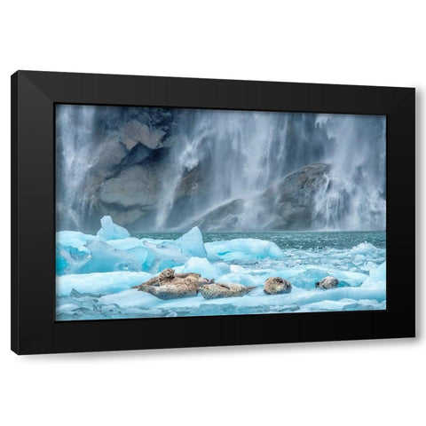 Waterfall-Harbor Seal-LeConte Bay-Alaska Black Modern Wood Framed Art Print with Double Matting by Engelbrecht, Jim