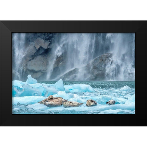 Waterfall-Harbor Seal-LeConte Bay-Alaska Black Modern Wood Framed Art Print by Engelbrecht, Jim