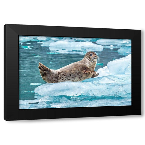 Harbor Seal-LeConte Bay-Alaska-USA Black Modern Wood Framed Art Print by Engelbrecht, Jim