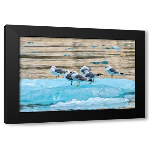 Seagulls on glacial ice-LeConte Bay-Alaska Black Modern Wood Framed Art Print with Double Matting by Engelbrecht, Jim