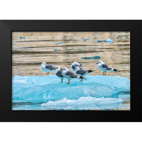 Seagulls on glacial ice-LeConte Bay-Alaska Black Modern Wood Framed Art Print by Engelbrecht, Jim