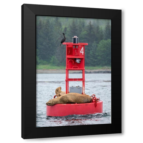 Cormorant and Steller sea lion-Ernest Sound-Wrangell-Alaska Black Modern Wood Framed Art Print by Engelbrecht, Jim