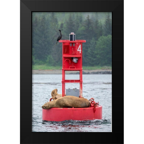 Cormorant and Steller sea lion-Ernest Sound-Wrangell-Alaska Black Modern Wood Framed Art Print by Engelbrecht, Jim