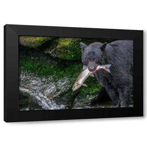 Black Bear-Salmon run-Anan Creek Wrangell-Alaska-USA Black Modern Wood Framed Art Print with Double Matting by Engelbrecht, Jim