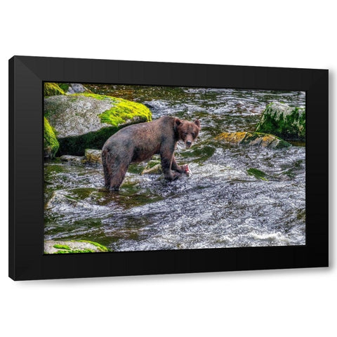 Grizzly Bear-salmon run-Anan Creek-Wrangell-Alaska-USA Black Modern Wood Framed Art Print with Double Matting by Engelbrecht, Jim