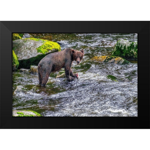 Grizzly Bear-salmon run-Anan Creek-Wrangell-Alaska-USA Black Modern Wood Framed Art Print by Engelbrecht, Jim