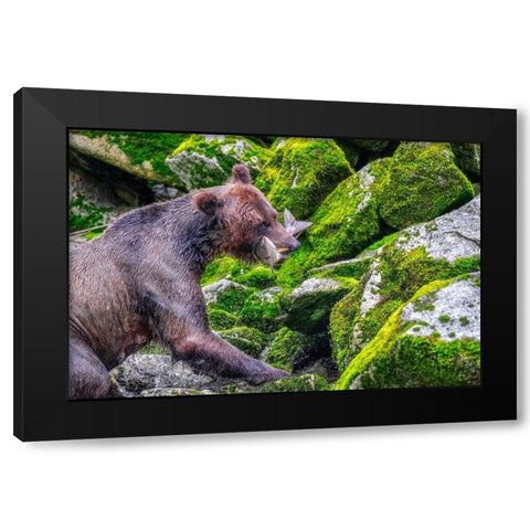 Grizzly Bear-salmon run-Anan Creek-Wrangell-Alaska-USA Black Modern Wood Framed Art Print with Double Matting by Engelbrecht, Jim