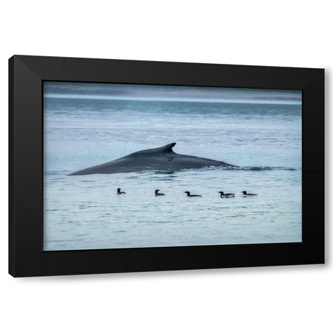 Humpback Whale-Ernest Sound-Wrangell-Alaska-USA Black Modern Wood Framed Art Print with Double Matting by Engelbrecht, Jim
