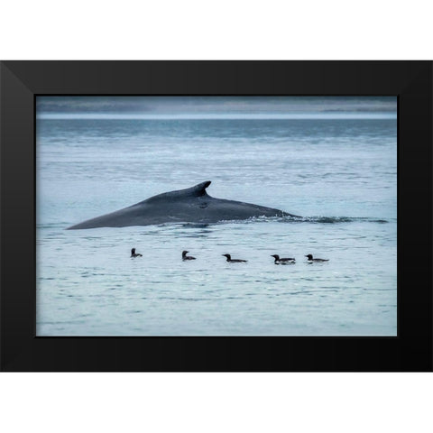 Humpback Whale-Ernest Sound-Wrangell-Alaska-USA Black Modern Wood Framed Art Print by Engelbrecht, Jim