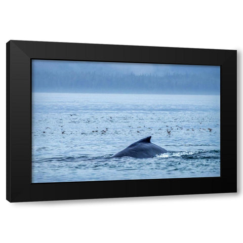 Humpback Whale-Ernest Sound-Wrangell-Alaska-USA Black Modern Wood Framed Art Print with Double Matting by Engelbrecht, Jim