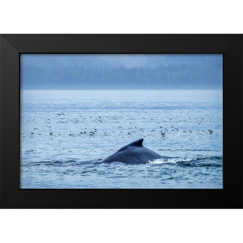 Humpback Whale-Ernest Sound-Wrangell-Alaska-USA Black Modern Wood Framed Art Print by Engelbrecht, Jim