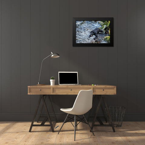 Black Bear-Salmon run-Anan Creek Wrangell-Alaska-USA Black Modern Wood Framed Art Print by Engelbrecht, Jim