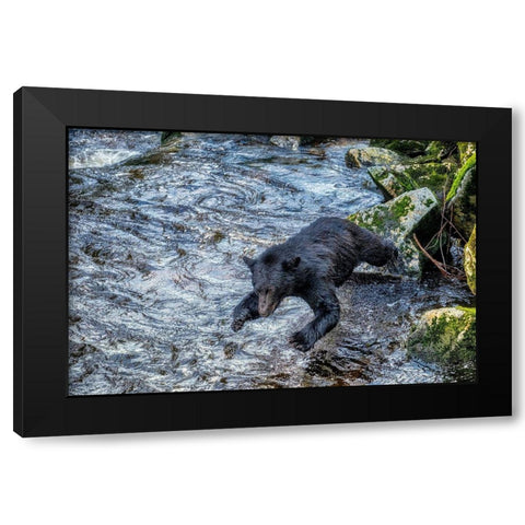 Black Bear-Salmon run-Anan Creek Wrangell-Alaska-USA Black Modern Wood Framed Art Print with Double Matting by Engelbrecht, Jim