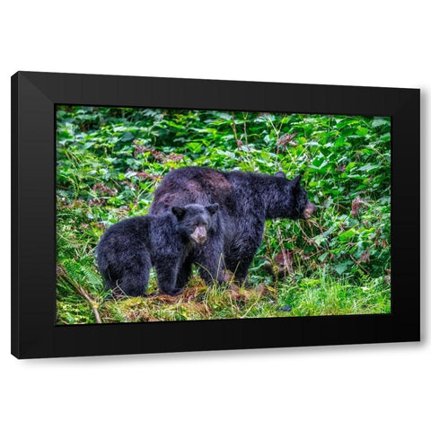 Black Bear adult and Cub-Anan Creek-Wrangell-Alaska-USA Black Modern Wood Framed Art Print by Engelbrecht, Jim