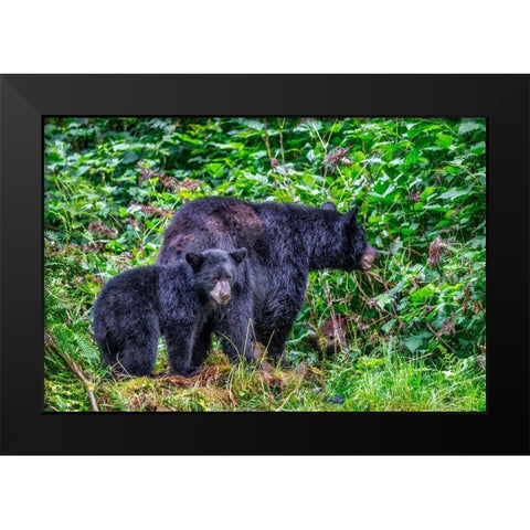 Black Bear adult and Cub-Anan Creek-Wrangell-Alaska-USA Black Modern Wood Framed Art Print by Engelbrecht, Jim