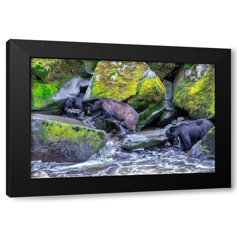 Black Bear-Salmon run-Anan Creek Wrangell-Alaska-USA Black Modern Wood Framed Art Print with Double Matting by Engelbrecht, Jim