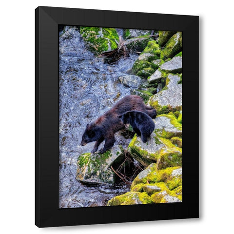 Black Bear adult and Cub-Anan Creek-Wrangell-Alaska-USA Black Modern Wood Framed Art Print by Engelbrecht, Jim
