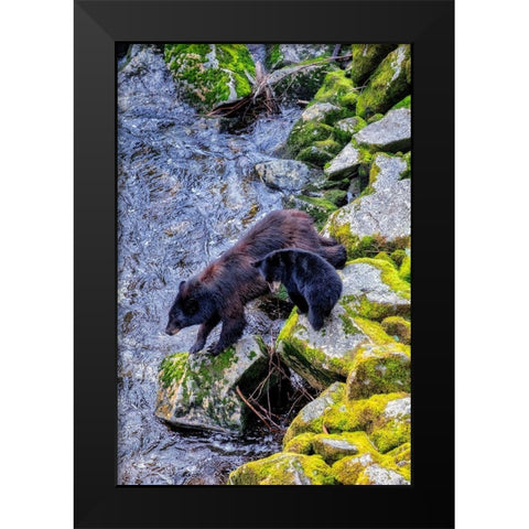 Black Bear adult and Cub-Anan Creek-Wrangell-Alaska-USA Black Modern Wood Framed Art Print by Engelbrecht, Jim