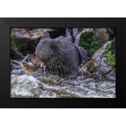 Black Bear-Salmon run-Anan Creek Wrangell-Alaska-USA Black Modern Wood Framed Art Print by Engelbrecht, Jim