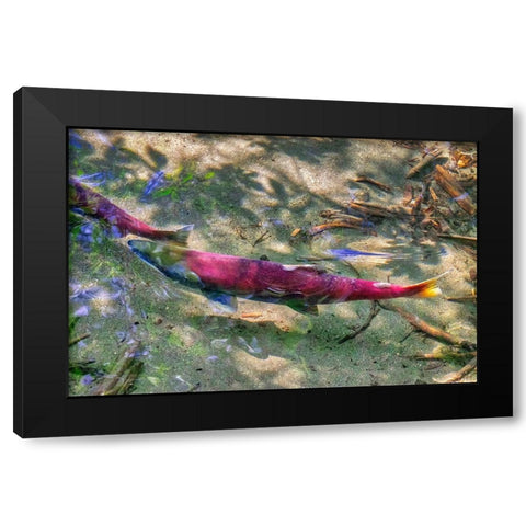 Pink Salmon-Juneau-Alaska-USA Black Modern Wood Framed Art Print by Engelbrecht, Jim